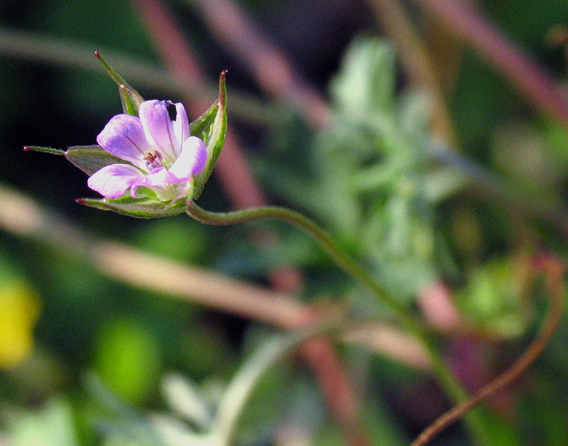 Geranium columbinum / Geranio colombino